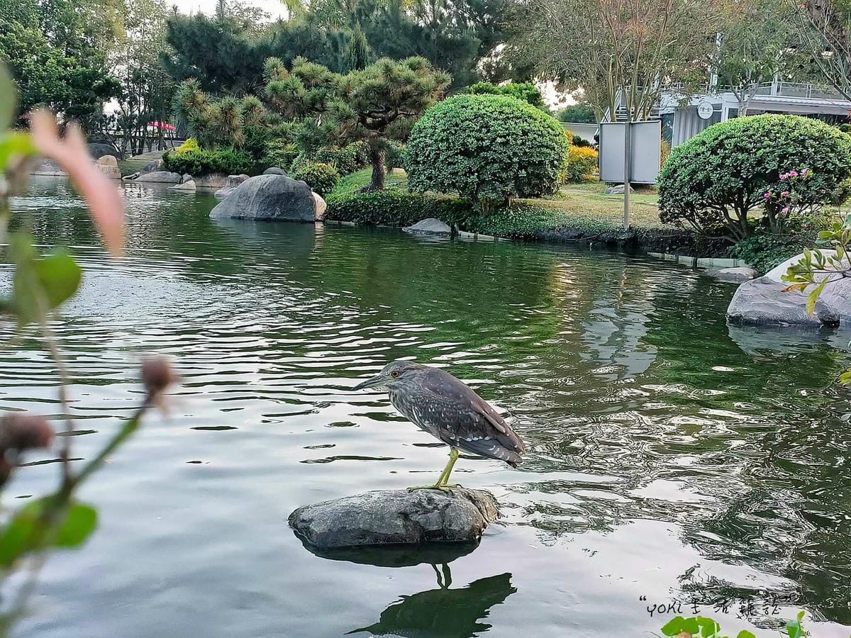雲林虎尾|澄霖沉香味道森林館,免出國遊台版兼六園! - 第8張圖 雲林虎尾免門票觀光景點「澄霖沉香味道森林館」